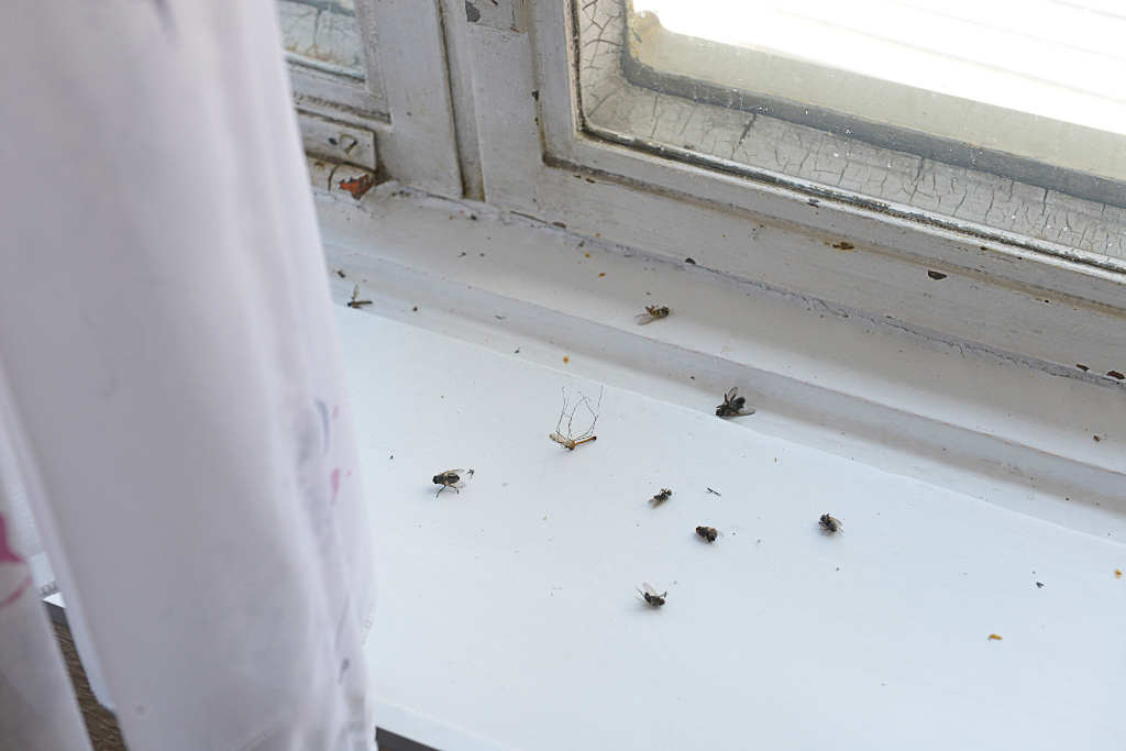 Tote Fliegen auf dem Fensterbrett