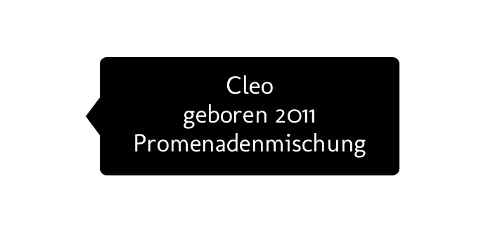 Cleo, geboren 2011, Promenadenmischung